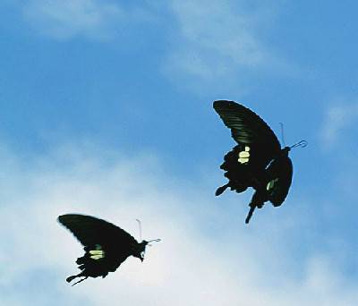 梁山伯与祝英台(芭蕾舞剧)