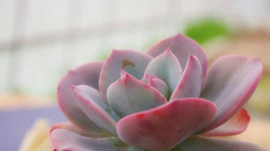 白凤（景天科石莲花属植物）