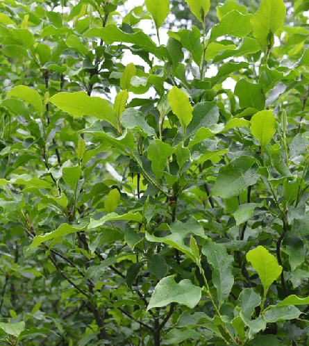 木兰花(药物名)