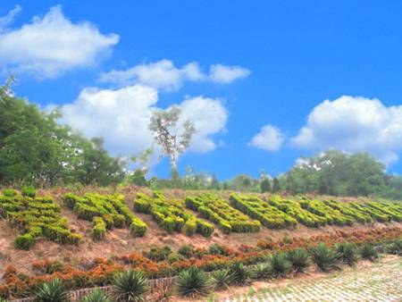 黄河故道(商丘黄河故道)