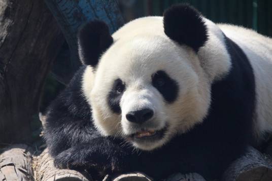 金虎(生于2010年的雄性大熊猫)