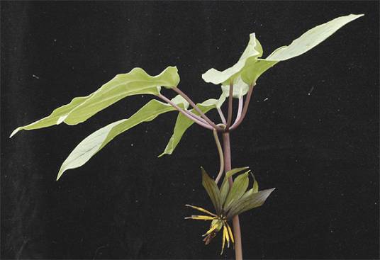 重楼(延龄草科重楼属植物的统称)