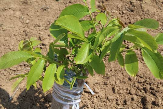 维纳（种质资源）