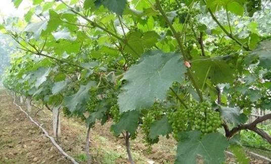 皮尔登·曼诺尔葡萄园