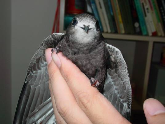 北京雨燕(雨燕目雨燕科动物)