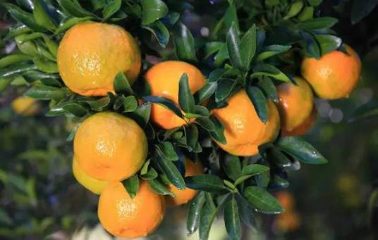大红袍(橘子品种之一)