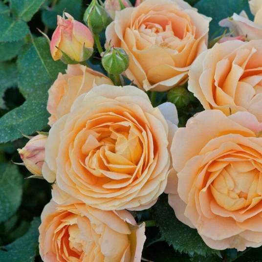 月季‘甜蜜生活’