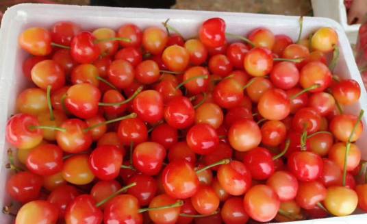 黄蜜大樱桃