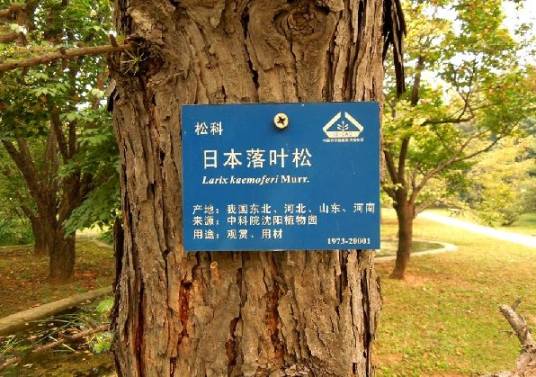 日本落叶松种源林87100