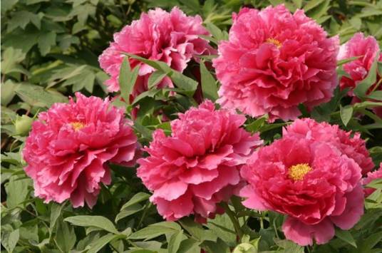 花王（芍药属牡丹栽培品种）