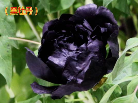 黑牡丹(清代程先贞的诗作)