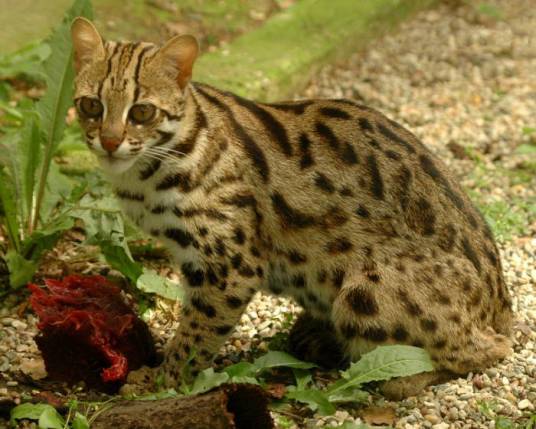 豹猫(猫科豹猫属动物)