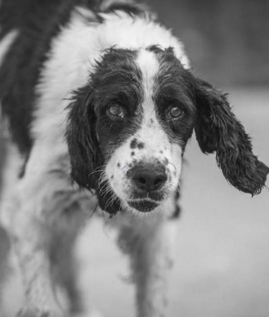 冰洁（汶川地震搜救犬）