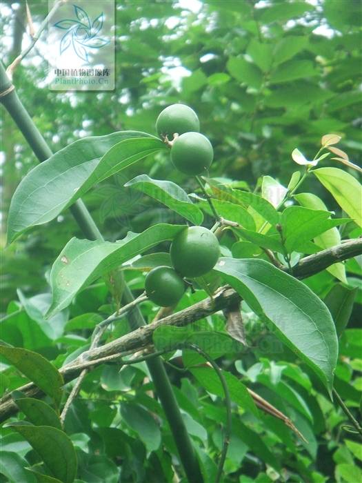 伞花马钱(马钱科马钱属植物)