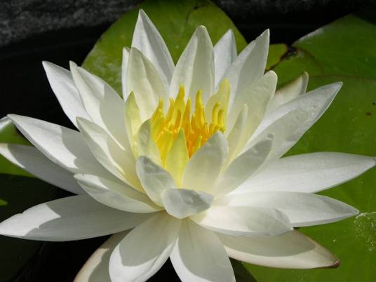 弗吉尼亚(睡莲品种)