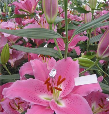 阿帕奇(百合科百合属栽培品种)