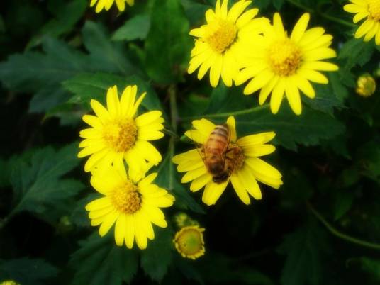 咏菊(左河水的咏物诗)