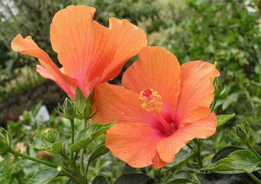 斗牛士（朱槿品种）